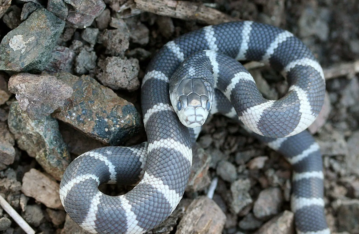 California King Snake