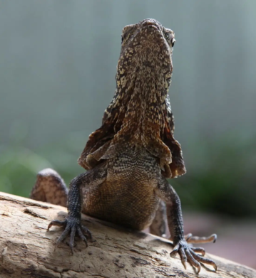Frilled Dragons