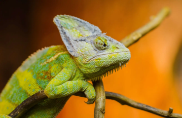 Yemen Chameleon