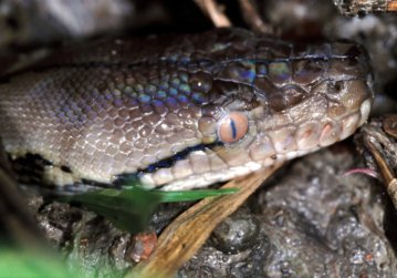 Reticulated Python