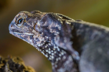 Frilled Dragons