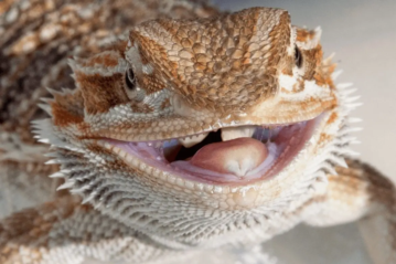 Bearded Dragons