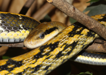 Taiwanese Beauty Snake