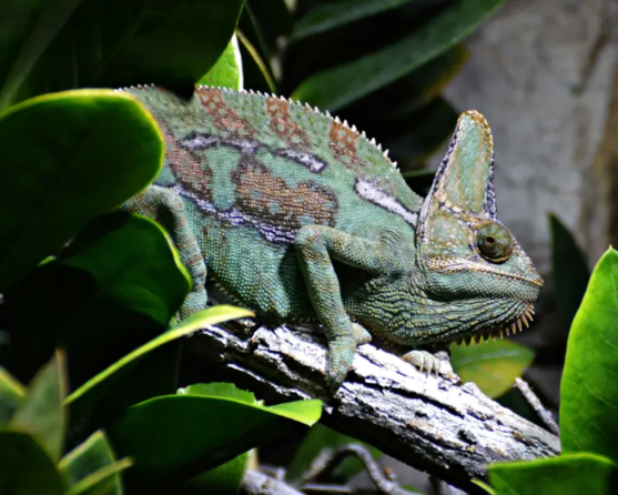 Yemen Chameleon