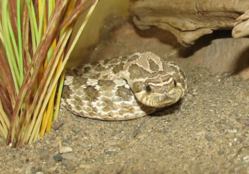 Western Hognose Snakes