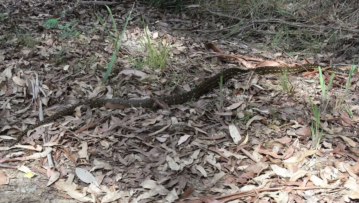 Carpet Python