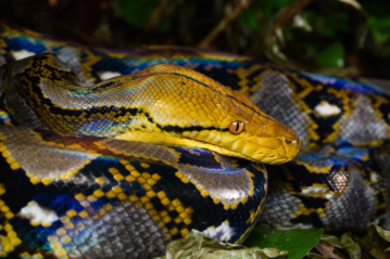 Reticulated Python