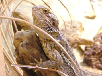 Bearded Dragons