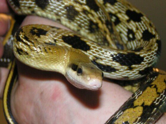Taiwanese Beauty Snake